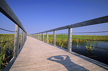 Childs Shadow on Bowley Pond Boardwalk, King's County, Greenwich Prince Edward Island.