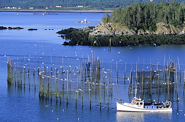 Fish Weir, Grand Manan Island, Pettes Cove New Brunswick.