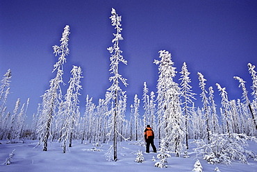 Walking amongst an old Forest Fire in Winter along the Dempster Highway, Yukon