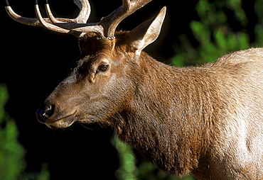 Male Elk (Cervus elaphus) during Mating (Rut) Season, Jasper National Park, Alberta, Canada