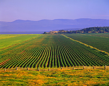 Potato Field at Saint-Germain-de-Kamouraska, Bas-Saint-Laurent region, Quebec