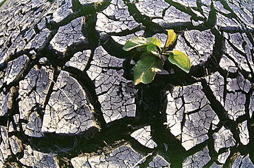 Farmland affected by Drought, Red River Valley, Manitoba