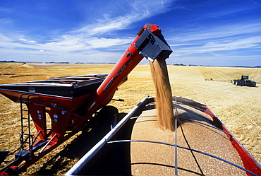 Grain Wagon Loading Farm Truck, Tiger Hills, Manitoba