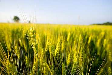 Close Up of a Barley Field, Bradford, Ontario