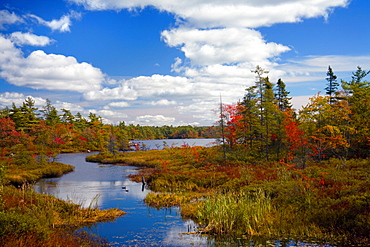 Two Black Ducks and Fall Colors at Rocky Lake, Bedford, Nova Scotia