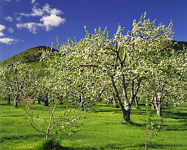 Orchard and Mont Saint-Hilaire, Monteregie Region, Quebec