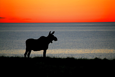 Moose Silhouetted at Sunset, Gros Morne National Park, Newfoundland