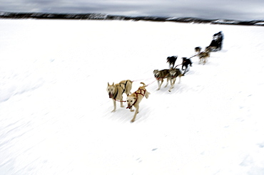 Competitor in the Diavik 150 Mile Dog Sled Race, Yellowknife, Northwest Territories