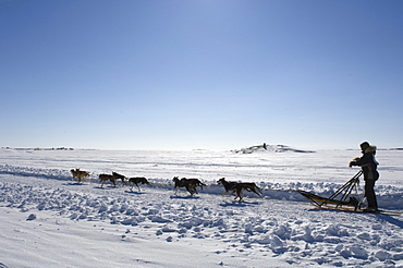 Competitor in the Diavik 150 Mile Dog Sled Race, Yellowknife, Northwest Territories