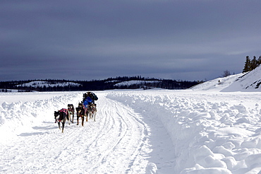 Competitor in the Diavik 150 Mile Dog Sled Race, Yellowknife, Northwest Territories