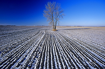 Cottonwood Tree in Cultivated Field, Winnipeg, Manitoba