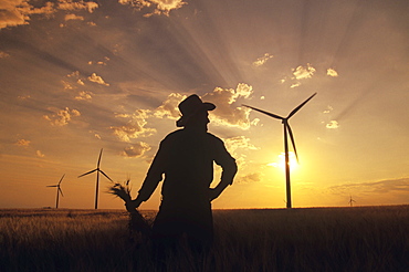 Silhouette of Man Holding Barley in Field with Wind Turbines, near St. Leon, Manitoba