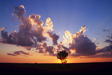 Tree and Cumulonimbus Clouds at Sunset, near St. Agathe, Manitoba