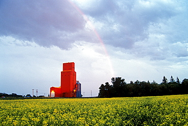 Rainbow over Grain Elevator, with Canola in the foreground, Manitoba