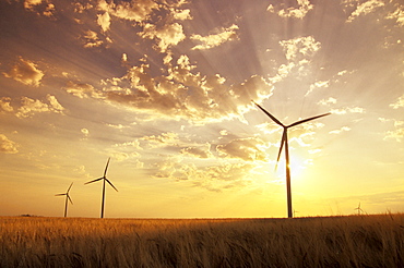 Wind Turbines in Barley Field at Sunset, near St. Leon, Manitoba