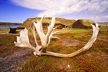 Close-up of Antlers with the Three Norse Buildings in background, L'Anse aux Meadows National Historic Site, St. Lunaire-Griquet, Newfoundland