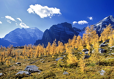 Larch Trees from the Saddleback Trail, Banff National Park, Alberta, Canada