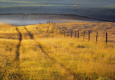 Fenceline in Cropland, near Bottrel, Alberta, Canada