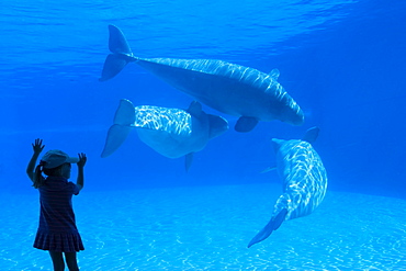 Little Girl and Beluga Whales at a Marine Park, Ontario, Canada