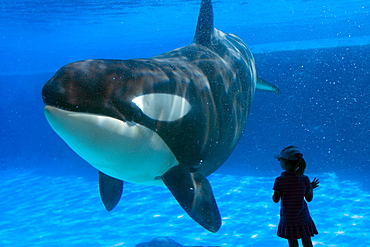 Little Girl and Killer Whale at a Marine Park, Ontario, Canada