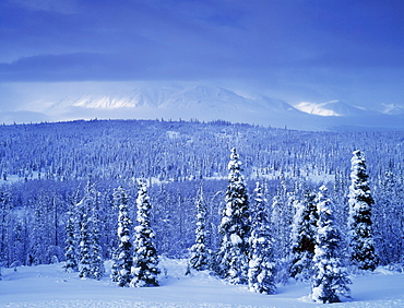 Kluane National Park, Winter, Yukon Territory, Canada