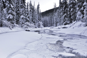 Fresh snowfall along Maligne River, Jasper National Park, Alberta