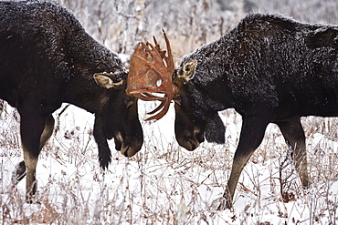 Moose fighting, Gaspesie National Park, Quebec