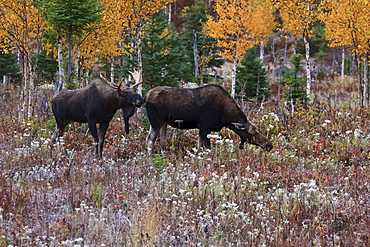 Male moose scenting female, Gaspesie National Park, Quebec