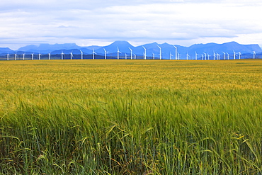 Barley field crop, wind energy turbines and Rocky mountains in distance, Pincher Creek, Alberta