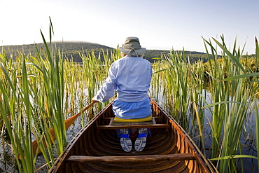 Woman paddling canoe through reeds, Smoke Lake, Algonquin Park, Ontario