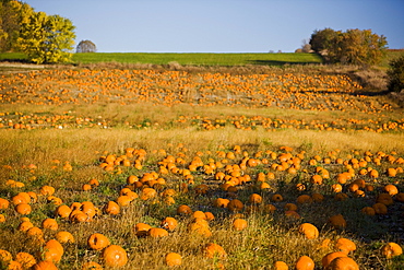 Pumpkin field, Bradford, Ontario