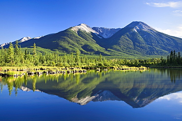 Mount Rundle and Pine forest reflecting in Vermillion Lakes, Banff National Park, Albert