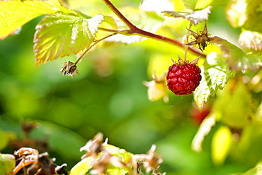 Close-up of raspberry patch, Lincoln Gardens, Lumsden, Saskatchewan