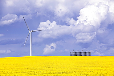 Artist's Choice: Wind turbine and canola field on stormy day, St. Leon, Manitoba