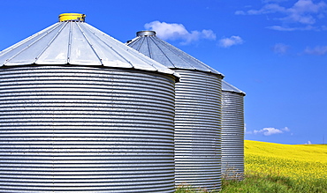 Grain silos, and canola field, Pembina Valley, Manitoba