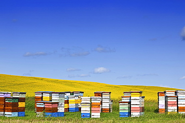 Honey bee hives and canola field, Pembina Valley, Manitoba