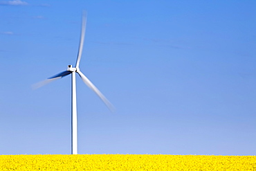 Wind Turbine and Canola Field, St. Leon, Manitoba