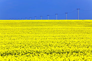 Canola field and power transmission lines, Pembina Valley, Manitoba