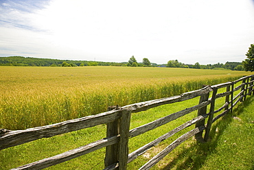 Wheat field and wooden fence, Muskoka, central Ontario