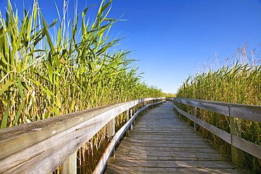 Marsh Boardwalk in summer, Oak Hammock Marsh, Manitoba