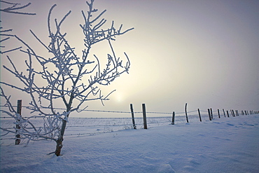 Hoar frost covering trees and barbed wire fence on winter morning, central Alberta