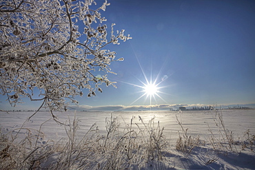 Frost covered trees on winter morning, Alberta