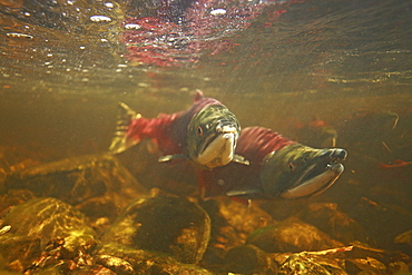 Sockeye salmon underwater on spawning migration, Fulton River Sockeye Salmon spawning enhancement facility, near Granisle, British Columbia