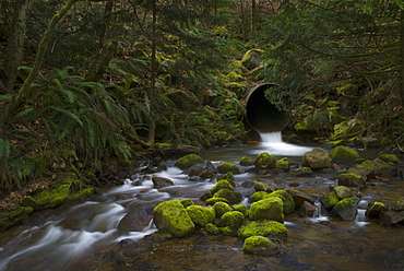 Stream flowing though culvert and mossy rocks. Abbotsford, BC.