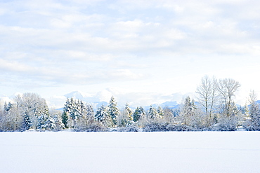 Snow covered trees line Mill Lake in Abbotsford, BC, Canada.