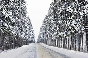 Highway 1a, Banff National Park, Alberta