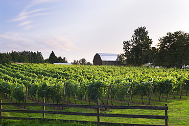 Township 7 Vineyards and Winery in the Fraser Valley, Langley, British Columbia