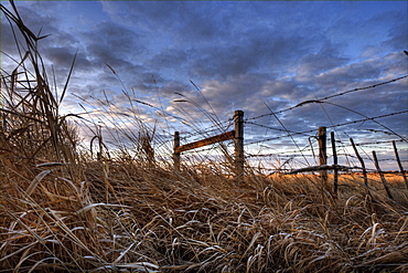 Frosty Sedges and Reeds Beneath a Barbed Wire Fence, Alberta