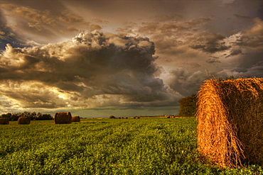 Rolled hay bales under storm clouds on a farm north of Edmonton, Alberta.