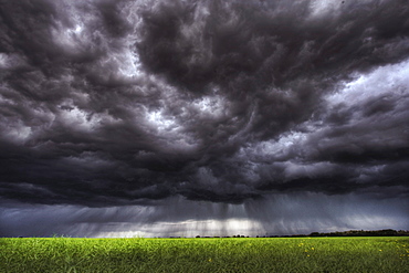 Summer storm clouds over an unripened canola field north of Edmonton, Alberta.